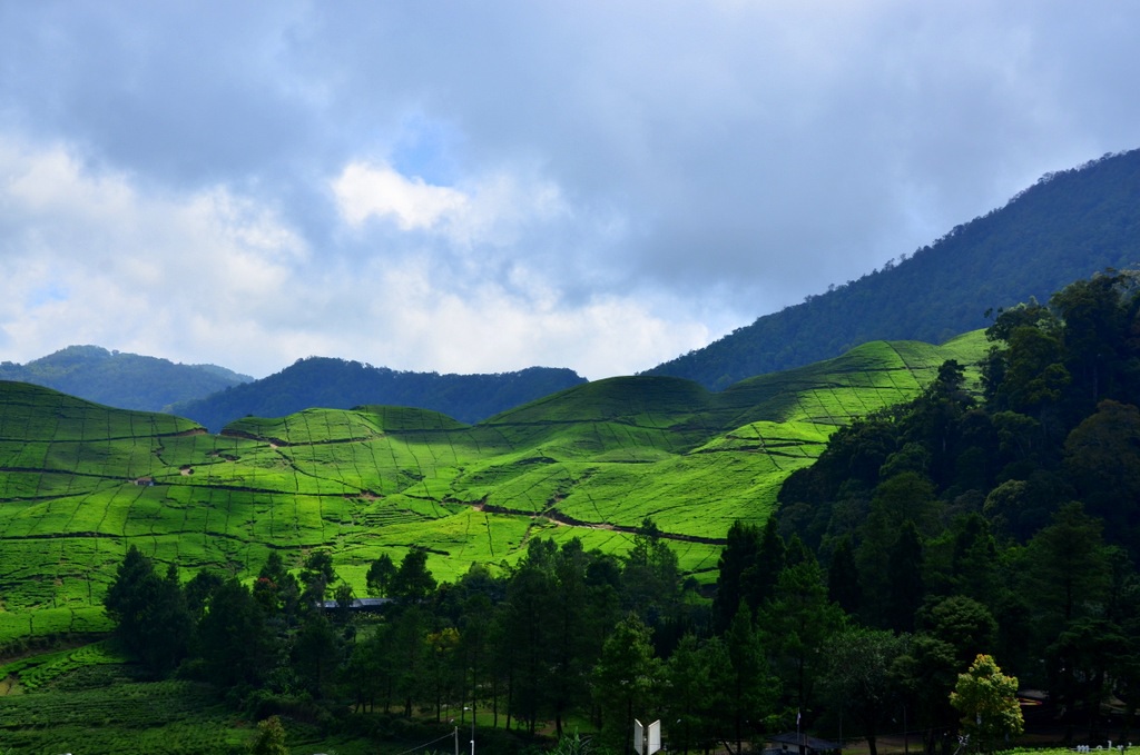 Ooty Honeymoon Tour Packages